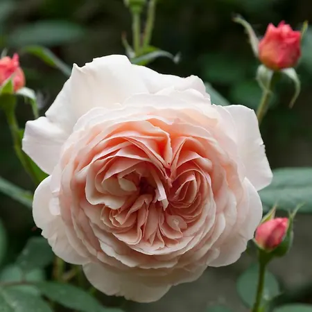 Semesterbostad Town House With Garden And Piano Todi